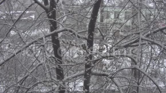 积雪覆盖着冰冻树木的小绿叶视频的预览图