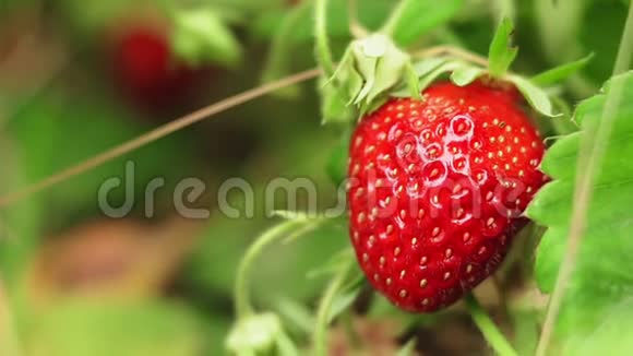 成熟的草莓密切园艺视频的预览图