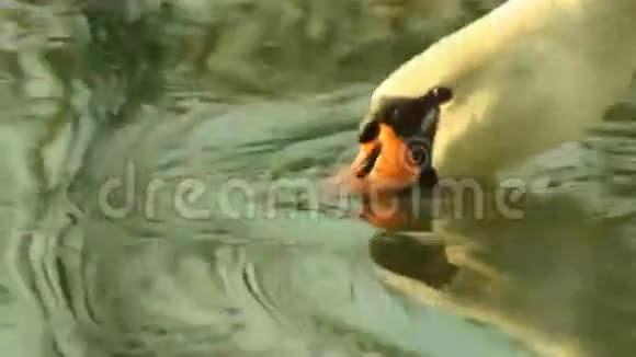 湖上的白天鹅视频的预览图