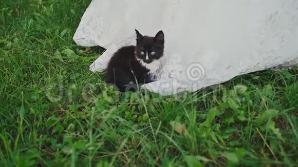 一只小可爱的小猫正坐在新娘婚纱边缘的草地上很感人在这一刻视频的预览图