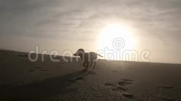 小狗在沙滩上奔跑背景是阳光视频的预览图