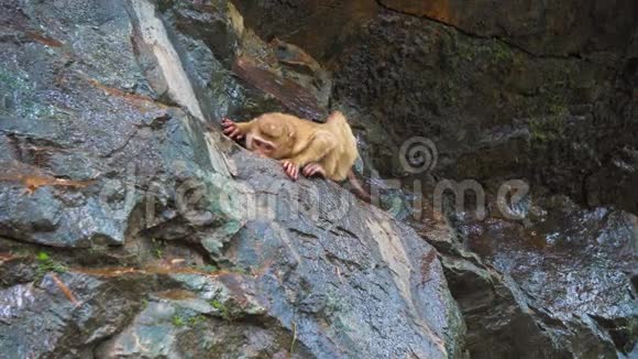 岩石上的猴子带猴子的热带森林自然生境视频的预览图