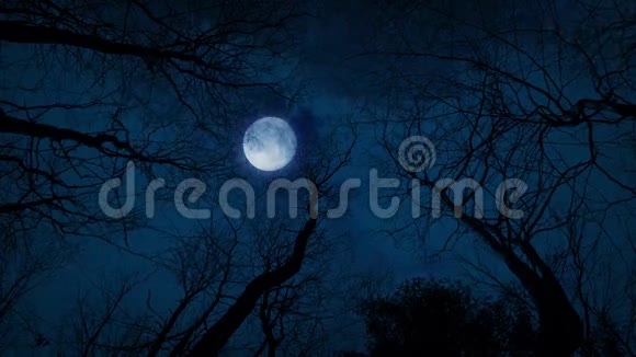 仰望月亮和树木视频的预览图