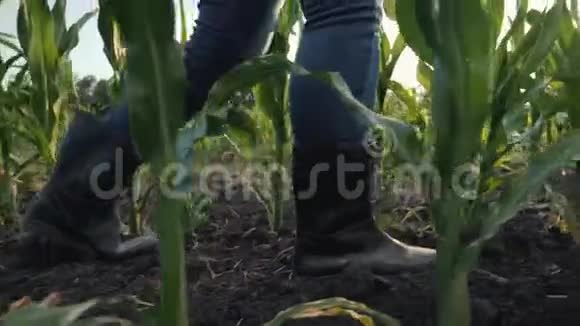 女农民穿过玉米地视频的预览图