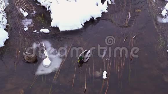 鸭子夫妇在结冰的河上游泳视频的预览图