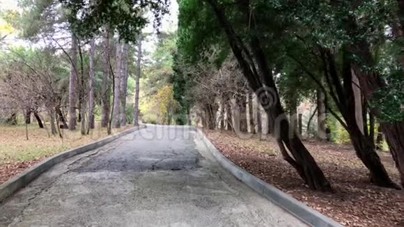在公园散步秋天的风景棕榈树和松树视频的预览图