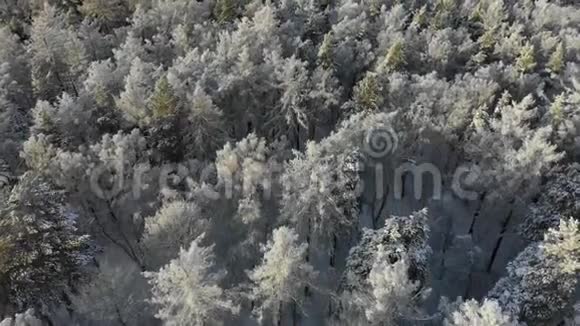 鸟瞰冬林飞越冰冻的雪域云杉和松树视频的预览图
