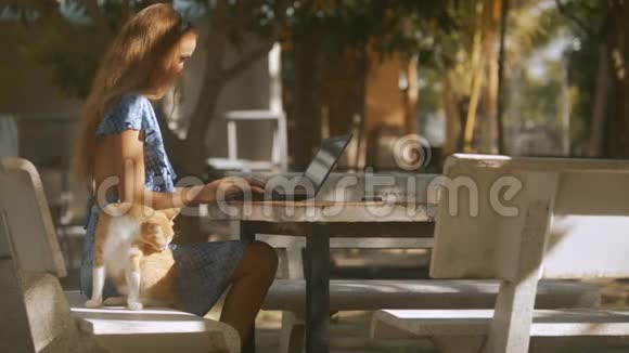 漂亮女孩在电脑上工作红猫在长凳上视频的预览图