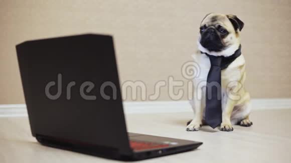 优雅的小狗在笔记本电脑上工作穿着领带看电影侧视视频的预览图
