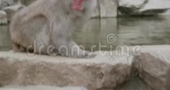 雪猴从温泉喝水视频的预览图