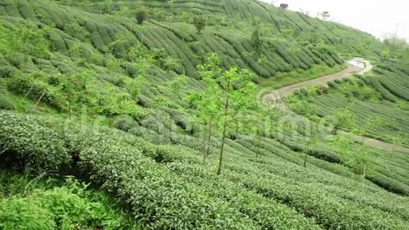 台湾茶园全景阿里山石竹山山坡茶园视频的预览图