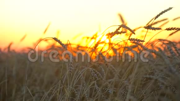金色麦田夕阳下的乡村麦穗特写麦田背景健康阳光收获视频的预览图