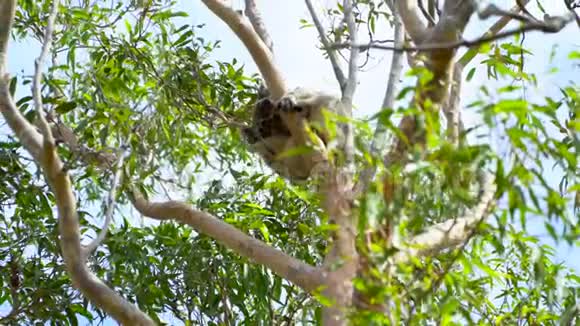 树澳大利亚公园里的考拉视频的预览图
