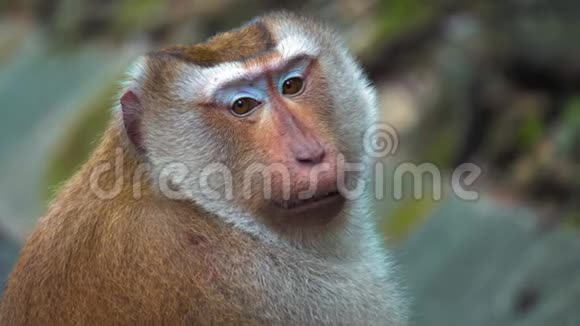 猴子的肖像大脸猴子坐着看着摄像机视频的预览图