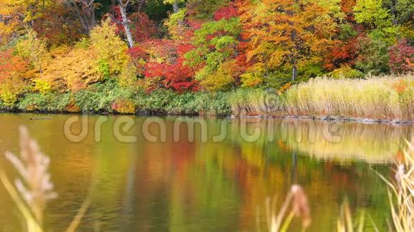 在奥努马池塘观赏秋天多彩叶的美丽景色视频的预览图