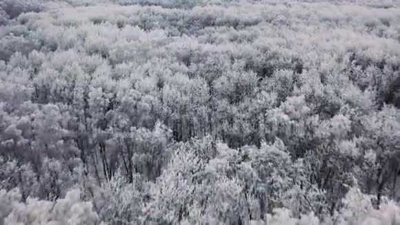 鸟瞰冬林飞越冰冻的雪域云杉和松树视频的预览图