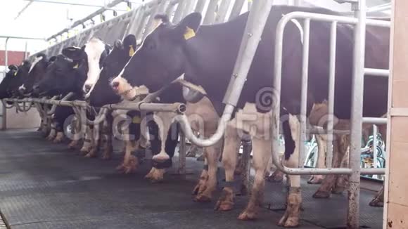一群奶牛站在一个新的现代农场上挤奶挤奶的奶牛母牛视频的预览图