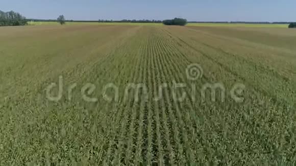 长排金色绿色谷物玉米和道路的大视野视频的预览图