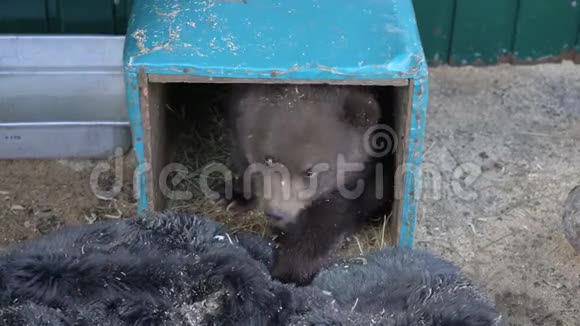女人的手从动物园的简易小窝避难所引诱堪察加棕熊幼崽视频的预览图