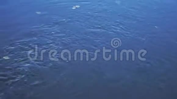 河溪和水下藻类视频的预览图