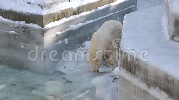 北极熊在动物园里玩耍视频的预览图