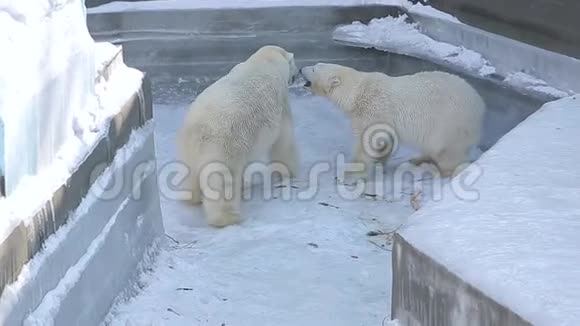 北极熊在动物园里玩耍视频的预览图