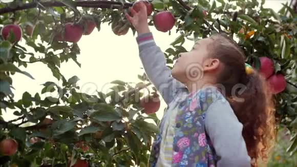 美丽的小女孩从一棵树上摘一个大红苹果日落时在美丽的天空背景上视频的预览图
