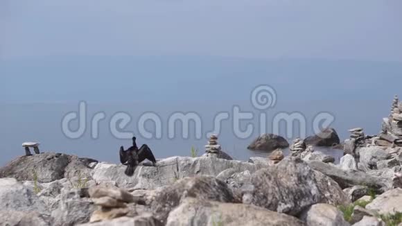 黑坐在石头上在水库的背景下展开翅膀奥克洪岛贝加尔湖视频的预览图