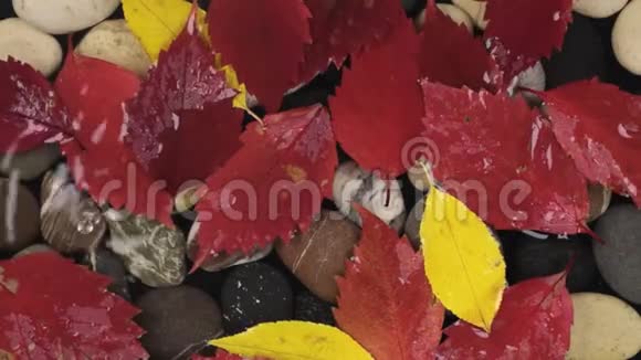 秋天的雨滴落在漂浮在石头间的叶子上视频的预览图