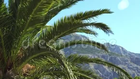 海滩上热带棕榈树的分支背景是山脉视频的预览图