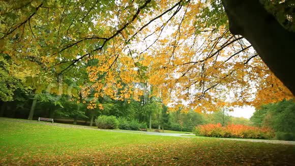 公园里美丽的秋树全高清1080P视频的预览图