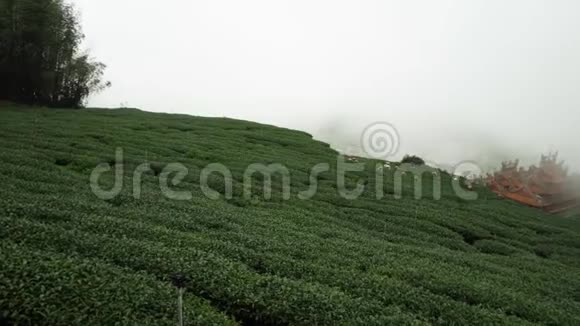 台湾茶田全景阿里山石竹山山坡茶园视频的预览图