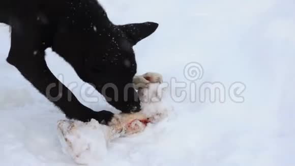 黑狗在雪地里啃一根大骨头视频的预览图