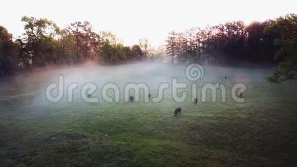 薄雾般的清晨无人机飞过北卡罗来纳州的一个农场视频的预览图