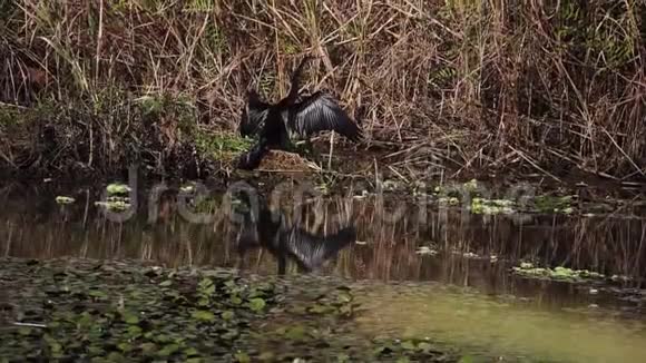 东方丹特安辛加梅勒诺加斯特又名印度丹特蛇鸟坐在湖中的树枝上视频的预览图
