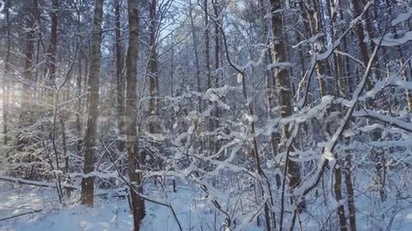 冬林与日泛视频的预览图