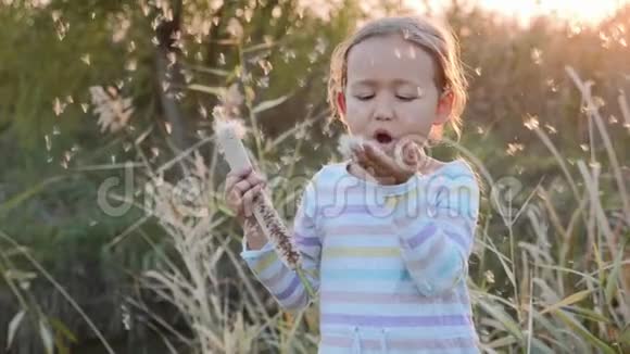可爱的小女孩在自然放松的同时尽情地吹蒲公英种子视频的预览图