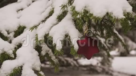 圣诞星形装饰挂在雪杉树上视频的预览图