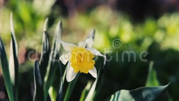 黄色水仙花的特写视频的预览图