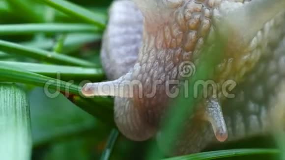 蜗在草丛中蠕动吃得更紧宏视频的预览图