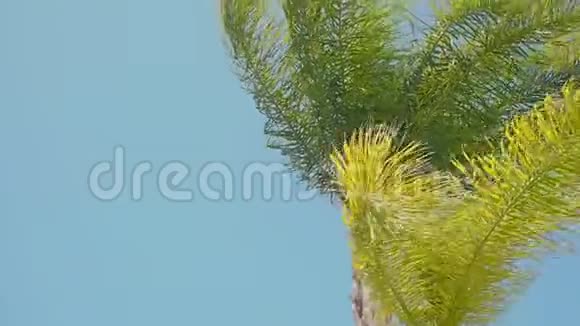 树枝的树在风中底部看视频的预览图