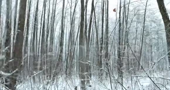 暴风雪期间冬季雪林公园的行走动作冰雪混合森林视频的预览图