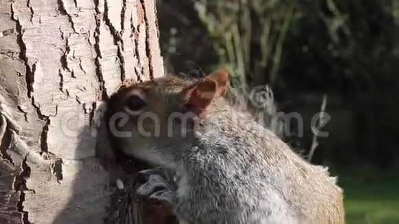 松鼠灰色喂养视频的预览图