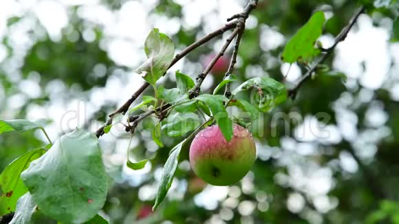 有苹果的苹果树被雨淋湿了视频的预览图