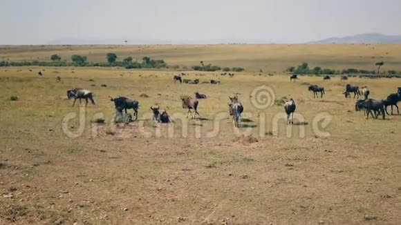 非洲大草原平原成千上万的角马在黄色的干草上吃草视频的预览图