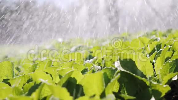 农民灌溉大白菜幼苗特写镜头视频的预览图