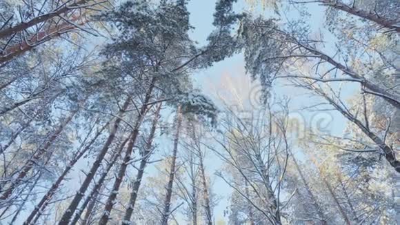 冬林与日泛视频的预览图