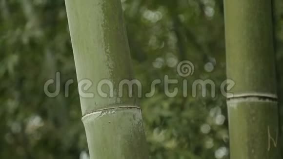 强大的竹子绿色茎天然热带气候力量视频的预览图