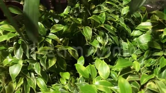 手持拍摄4k一个美丽的房子植物的榕树绿色的小和大叶在盆栽视频的预览图