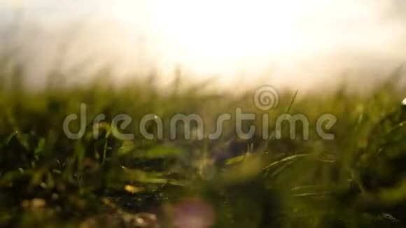 夏天在桥下的夕阳下飓风中的草在风中摇曳视频的预览图